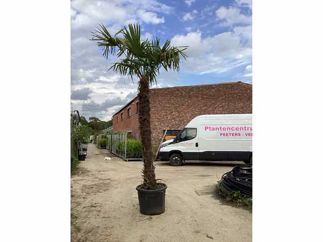 1 trachycarpus 3m hoog - afbeelding 2 van  2