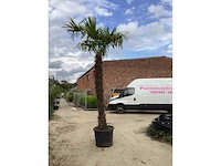 1 trachycarpus 3m hoog - afbeelding 2 van  2