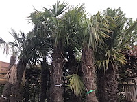 1 trachycarpus 3m - afbeelding 1 van  1