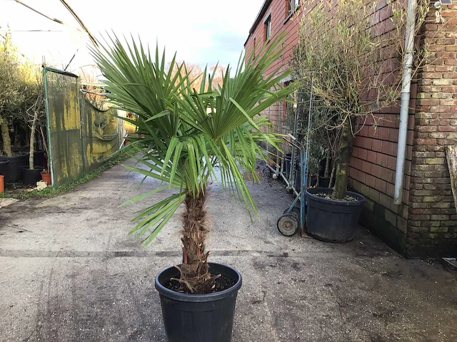 1 trachycarpus - afbeelding 1 van  2