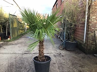 1 trachycarpus - afbeelding 1 van  2