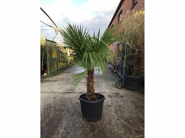 1 trachycarpus - afbeelding 2 van  2