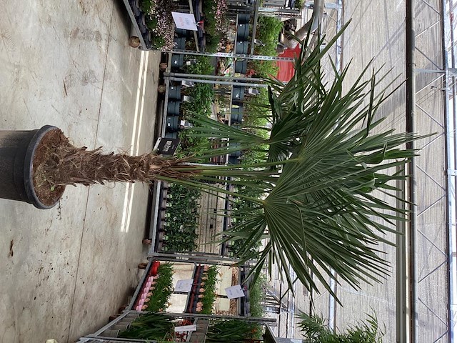 1 trachycarpus - afbeelding 1 van  1