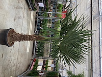 1 trachycarpus - afbeelding 1 van  1