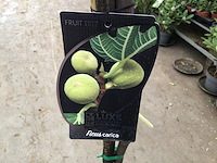 1 vijgenboom - afbeelding 1 van  3