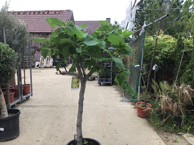 1 vijgenboom - afbeelding 2 van  3