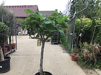 1 vijgenboom - afbeelding 2 van  3
