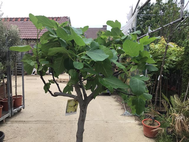 1 vijgenboom - afbeelding 3 van  3