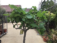 1 vijgenboom - afbeelding 3 van  3