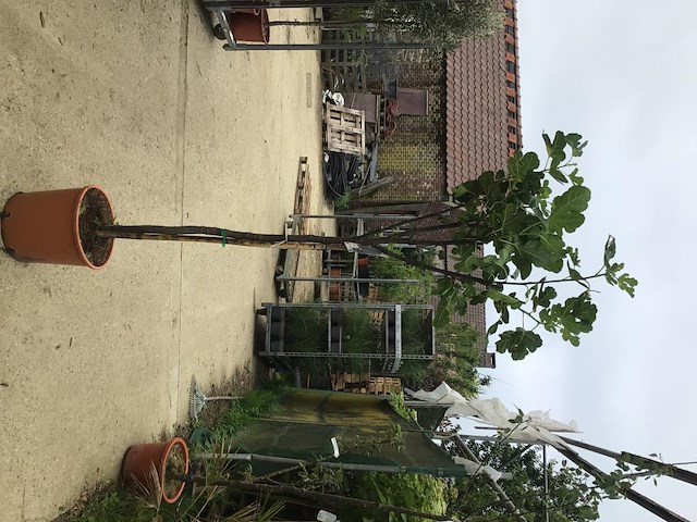 1 vijgenboom - afbeelding 2 van  2