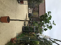 1 vijgenboom - afbeelding 2 van  2