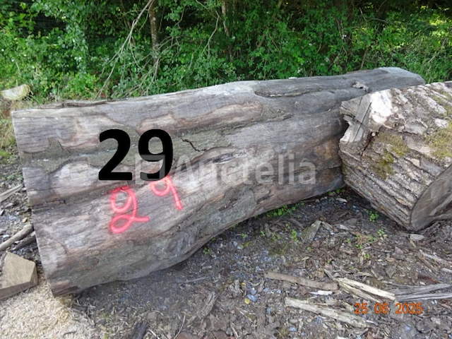 1 voorraad hout voor brandhout gelegen op de binnenplaats, over een lengte van +/- 50m inclusief een voorraad hout van alle soorten, diverse zaden waaronder een voorraad van +/- 25 bomen van 15m lang (alles voor informatiedoeleinden). ter plaatse te realiseren - afbeelding 3 van  14