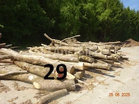 1 voorraad hout voor brandhout gelegen op de binnenplaats, over een lengte van +/- 50m inclusief een voorraad hout van alle soorten, diverse zaden waaronder een voorraad van +/- 25 bomen van 15m lang (alles voor informatiedoeleinden). ter plaatse te realiseren - afbeelding 5 van  14