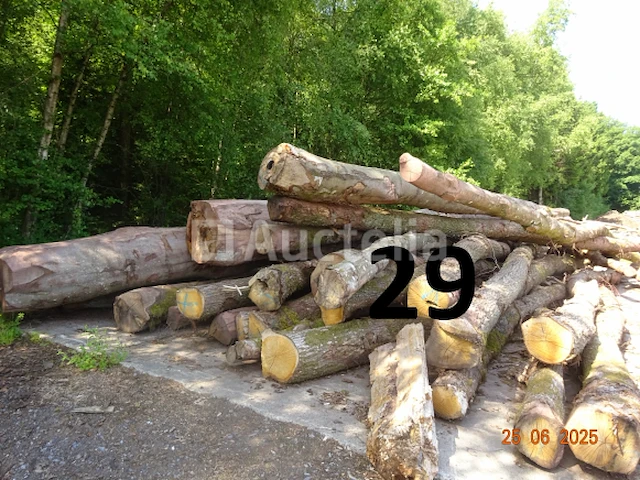 1 voorraad hout voor brandhout gelegen op de binnenplaats, over een lengte van +/- 50m inclusief een voorraad hout van alle soorten, diverse zaden waaronder een voorraad van +/- 25 bomen van 15m lang (alles voor informatiedoeleinden). ter plaatse te realiseren - afbeelding 7 van  14