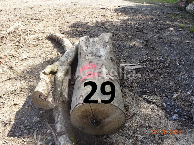 1 voorraad hout voor brandhout gelegen op de binnenplaats, over een lengte van +/- 50m inclusief een voorraad hout van alle soorten, diverse zaden waaronder een voorraad van +/- 25 bomen van 15m lang (alles voor informatiedoeleinden). ter plaatse te realiseren - afbeelding 8 van  14