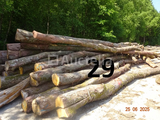 1 voorraad hout voor brandhout gelegen op de binnenplaats, over een lengte van +/- 50m inclusief een voorraad hout van alle soorten, diverse zaden waaronder een voorraad van +/- 25 bomen van 15m lang (alles voor informatiedoeleinden). ter plaatse te realiseren - afbeelding 10 van  14