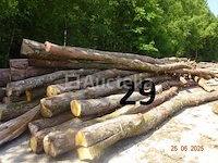 1 voorraad hout voor brandhout gelegen op de binnenplaats, over een lengte van +/- 50m inclusief een voorraad hout van alle soorten, diverse zaden waaronder een voorraad van +/- 25 bomen van 15m lang (alles voor informatiedoeleinden). ter plaatse te realiseren - afbeelding 10 van  14