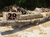 1 voorraad hout voor brandhout gelegen op de binnenplaats, over een lengte van +/- 50m inclusief een voorraad hout van alle soorten, diverse zaden waaronder een voorraad van +/- 25 bomen van 15m lang (alles voor informatiedoeleinden). ter plaatse te realiseren - afbeelding 11 van  14