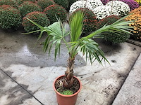 1 washingtonia - afbeelding 1 van  2