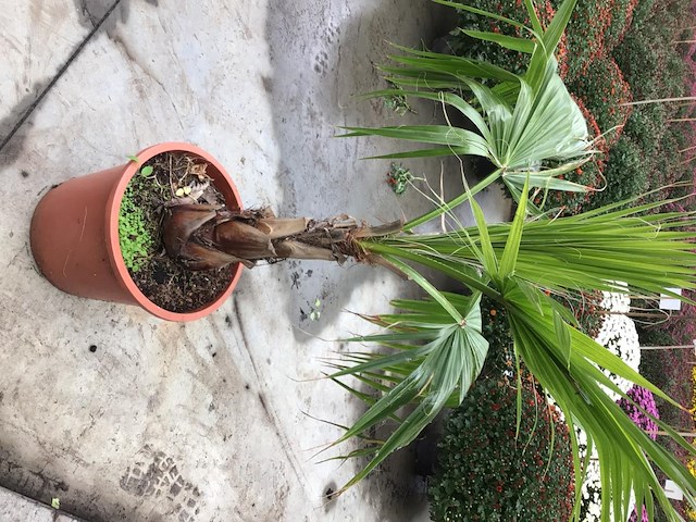 1 washingtonia - afbeelding 2 van  2
