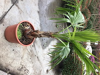 1 washingtonia - afbeelding 2 van  2