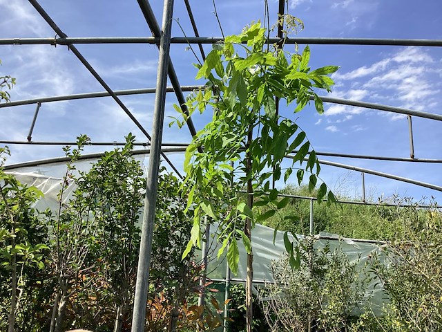 1 wisteria - afbeelding 1 van  2
