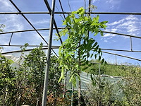 1 wisteria - afbeelding 1 van  2