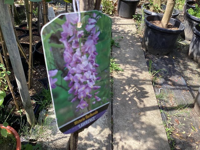 1 wisteria - afbeelding 2 van  2