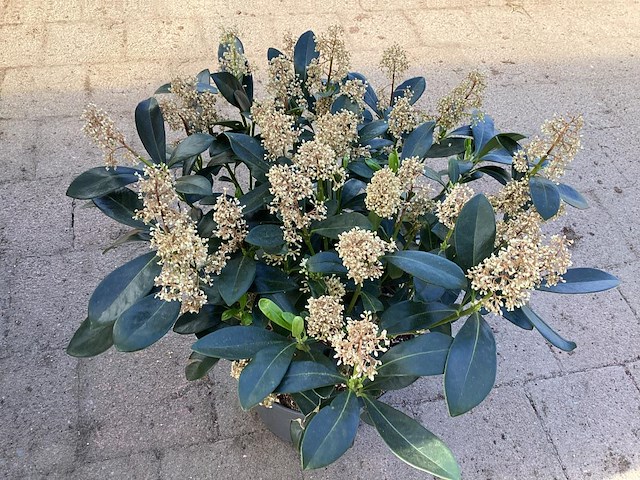 1 witte skimmia - afbeelding 1 van  1