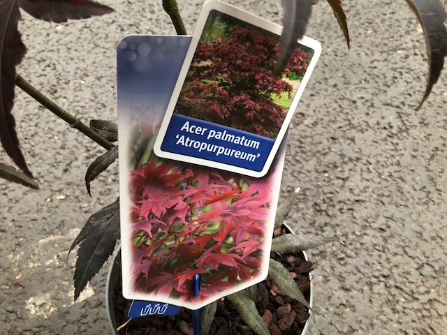 10 acers - afbeelding 1 van  2