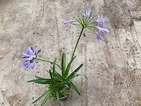 10 agapanthus - afbeelding 1 van  1