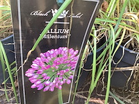 10 allium - afbeelding 1 van  1