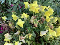 10 anthiriums - afbeelding 1 van  2