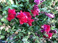 10 anthiriums - afbeelding 2 van  2