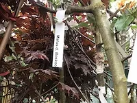10 appelstammen in soorten - afbeelding 3 van  4