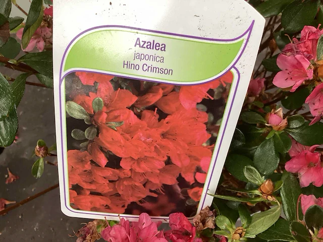 10 azalea rood - afbeelding 1 van  2