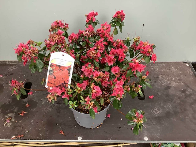 10 azalea rood - afbeelding 2 van  2