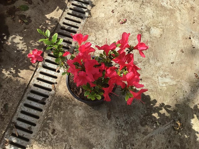 10 azalea - afbeelding 2 van  2