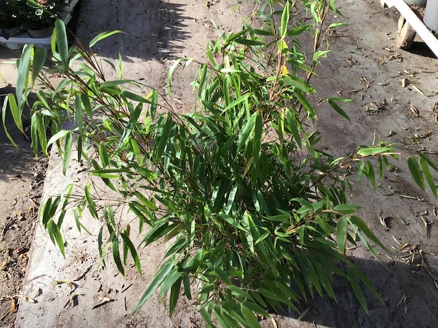 10 bamboe - afbeelding 2 van  3