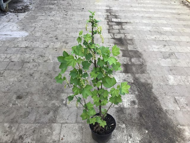 10 bessenstruiken - afbeelding 4 van  9