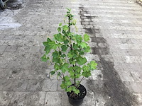 10 bessenstruiken - afbeelding 4 van  9