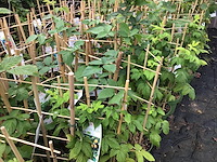 10 bessenstruiken - afbeelding 5 van  9