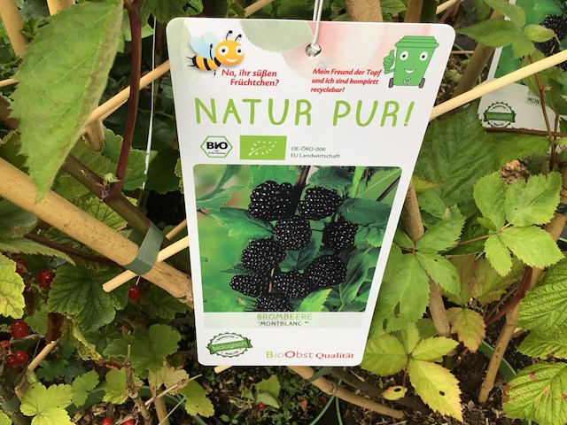 10 bessenstruiken - afbeelding 6 van  9