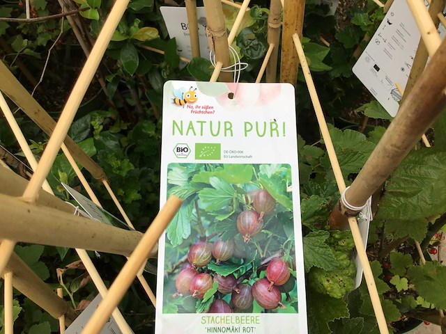 10 bessenstruiken - afbeelding 8 van  9