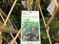 10 bessenstruiken - afbeelding 8 van  9