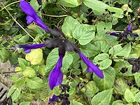 10 blauwe salvia - afbeelding 1 van  1