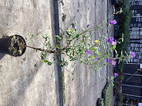 10 blauwe solanum - afbeelding 1 van  1