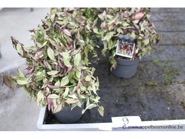 10 buitenplanten leucothoe - afbeelding 1 van  2