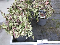 10 buitenplanten leucothoe - afbeelding 1 van  2