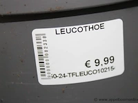 10 buitenplanten leucothoe - afbeelding 2 van  2
